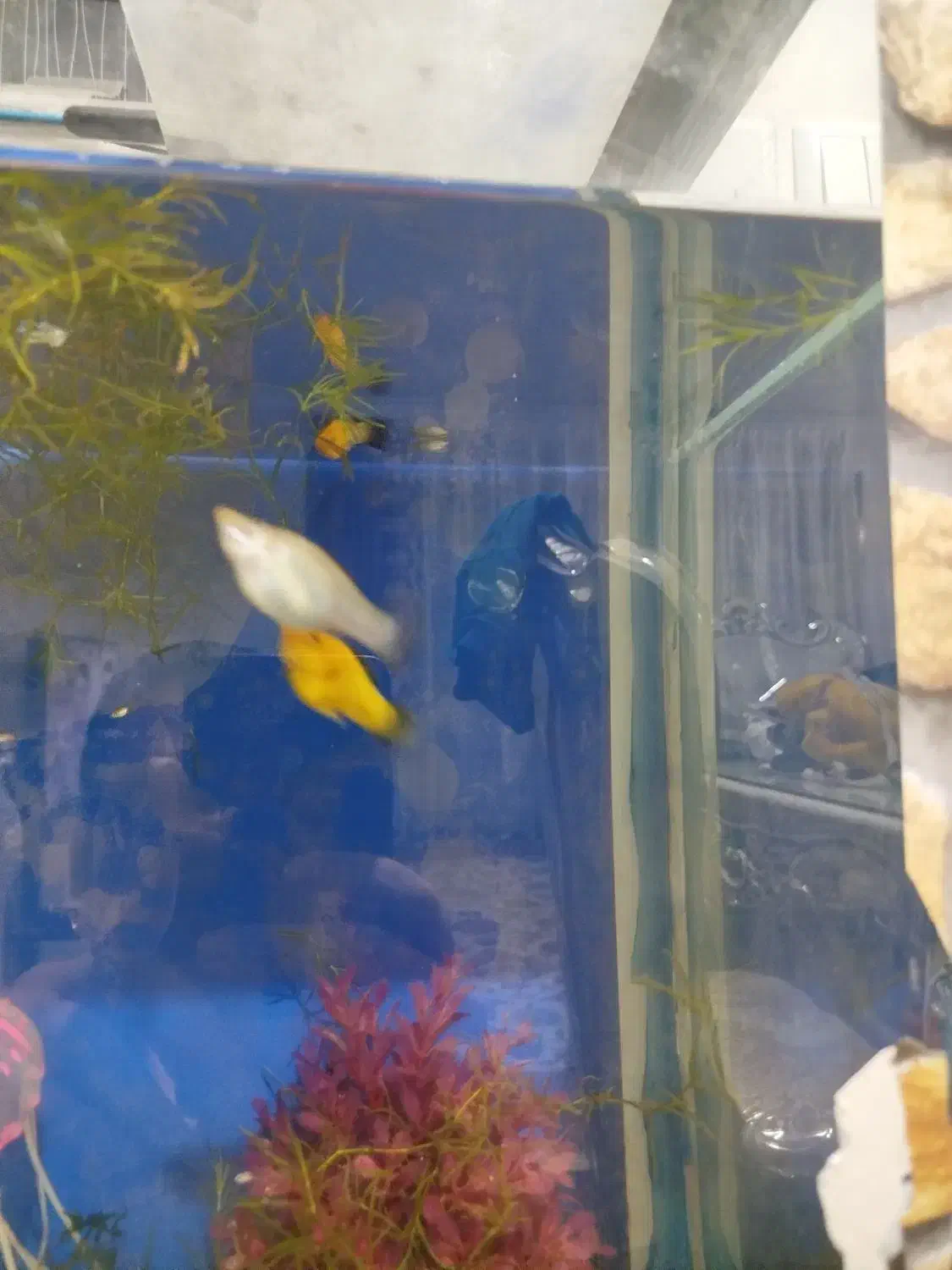 ماهی گوپی و مولی|ماهی|تهران, کوهک|دیوار