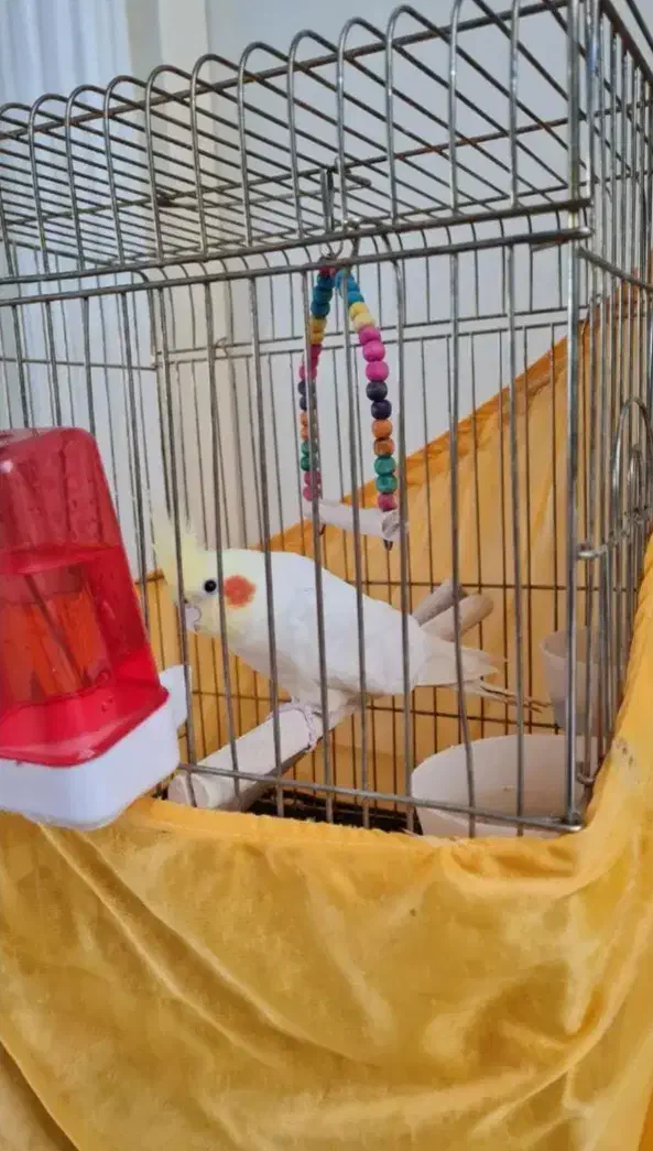 عروس هلندی سفید|پرنده|تهران, جنت‌آباد مرکزی|دیوار