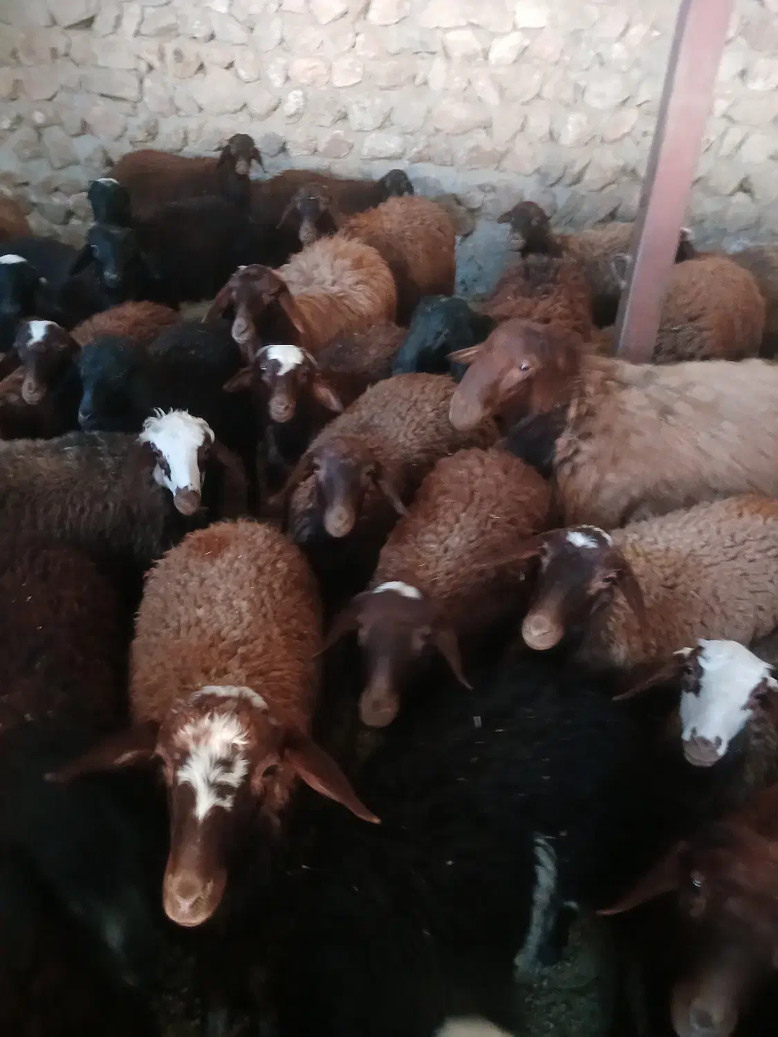 گوساله|حیوانات مزرعه|خرمآباد, |دیوار