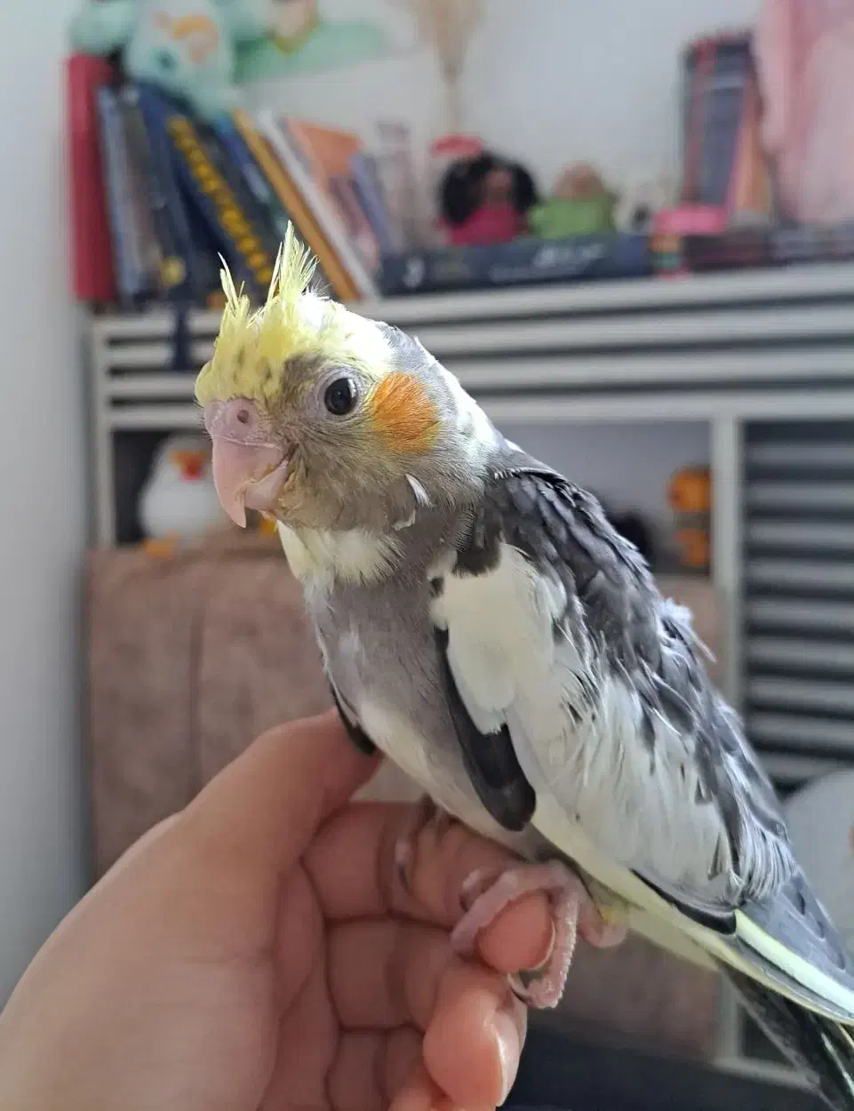 تعدادی عروس هلندی یک تا چهارماه دانخور|پرنده|رضوانشهر, |دیوار