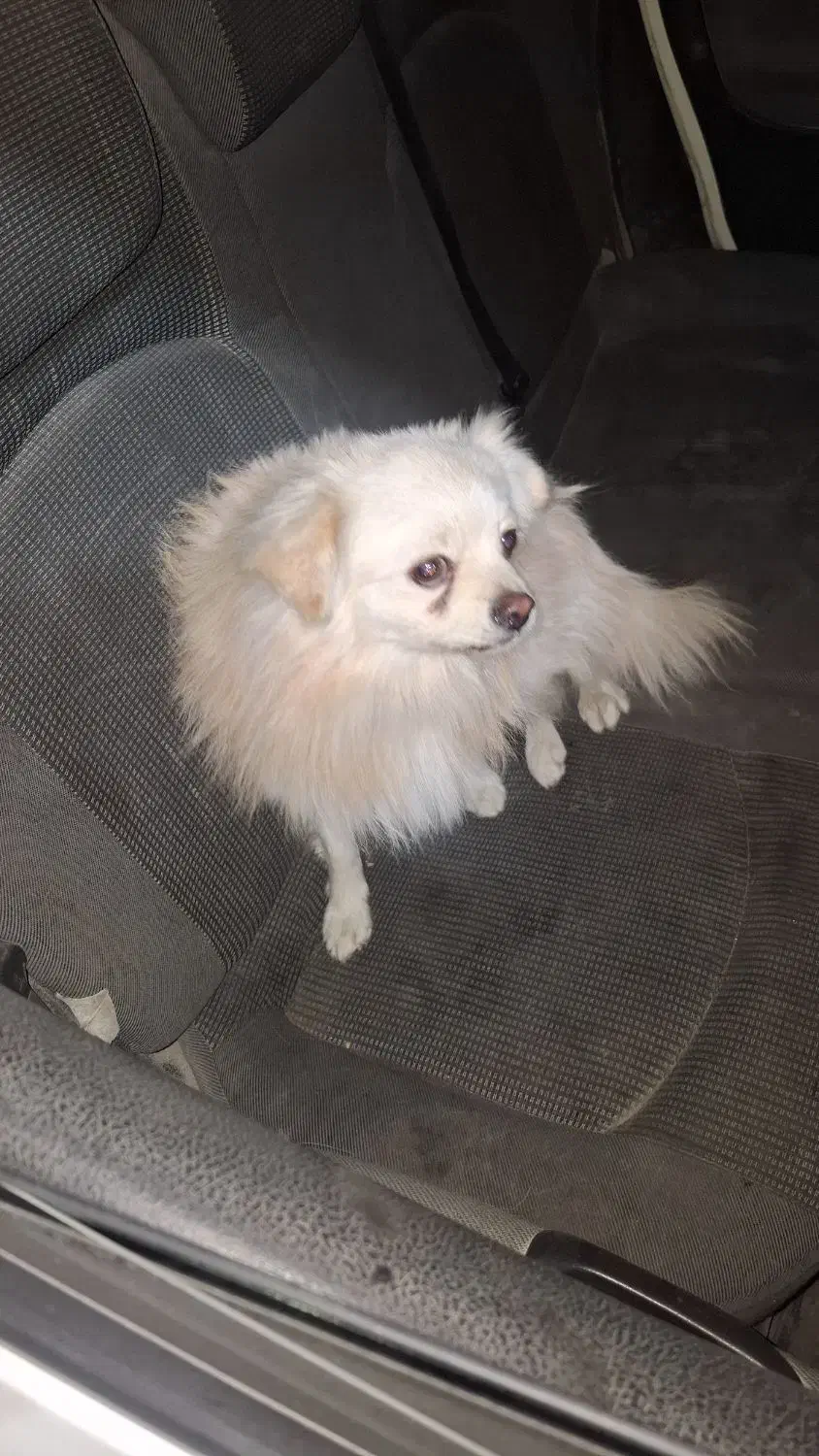 پردیس|سگ|اهواز, پردیس دو|دیوار