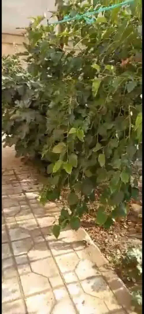 فروش خانه ویلایی 250متری بهترین لوکیشن فولادشهر B4|فروش خانه و ویلا|فولادشهر, B4|دیوار