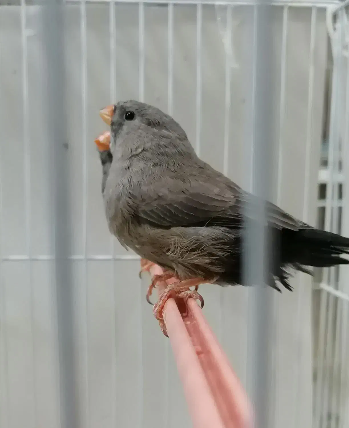 فنچ شارکول اروپایی درشت جوجه|پرنده|مشهد, سرافرازان|دیوار