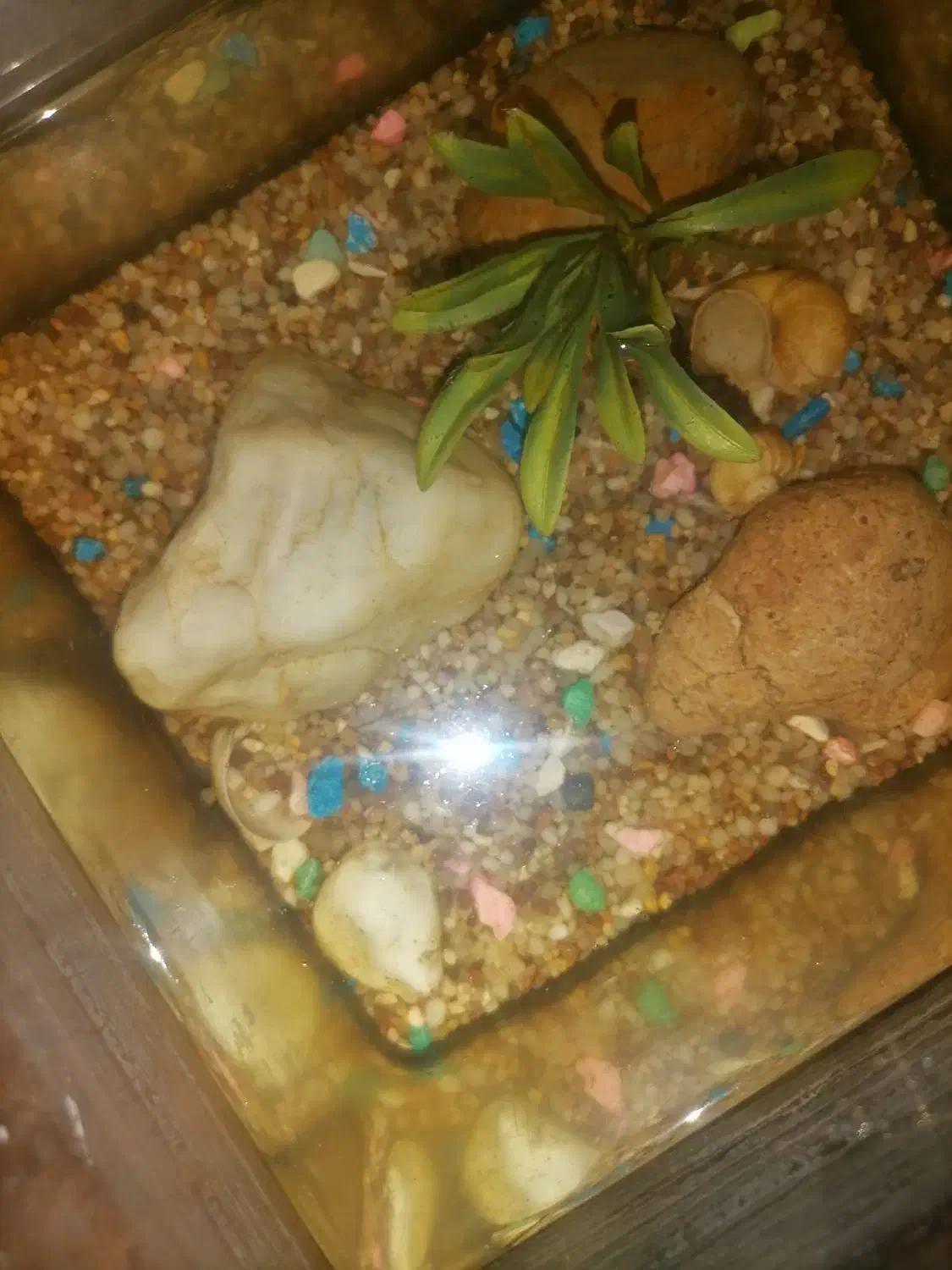 اکواریوم|ماهی|قم, حاج زینل|دیوار