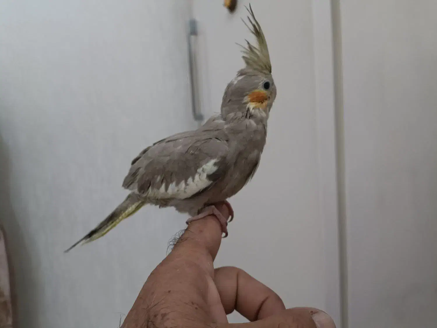 جفت عروس هلندی|پرنده|رشت, کوی غلام نیا|دیوار