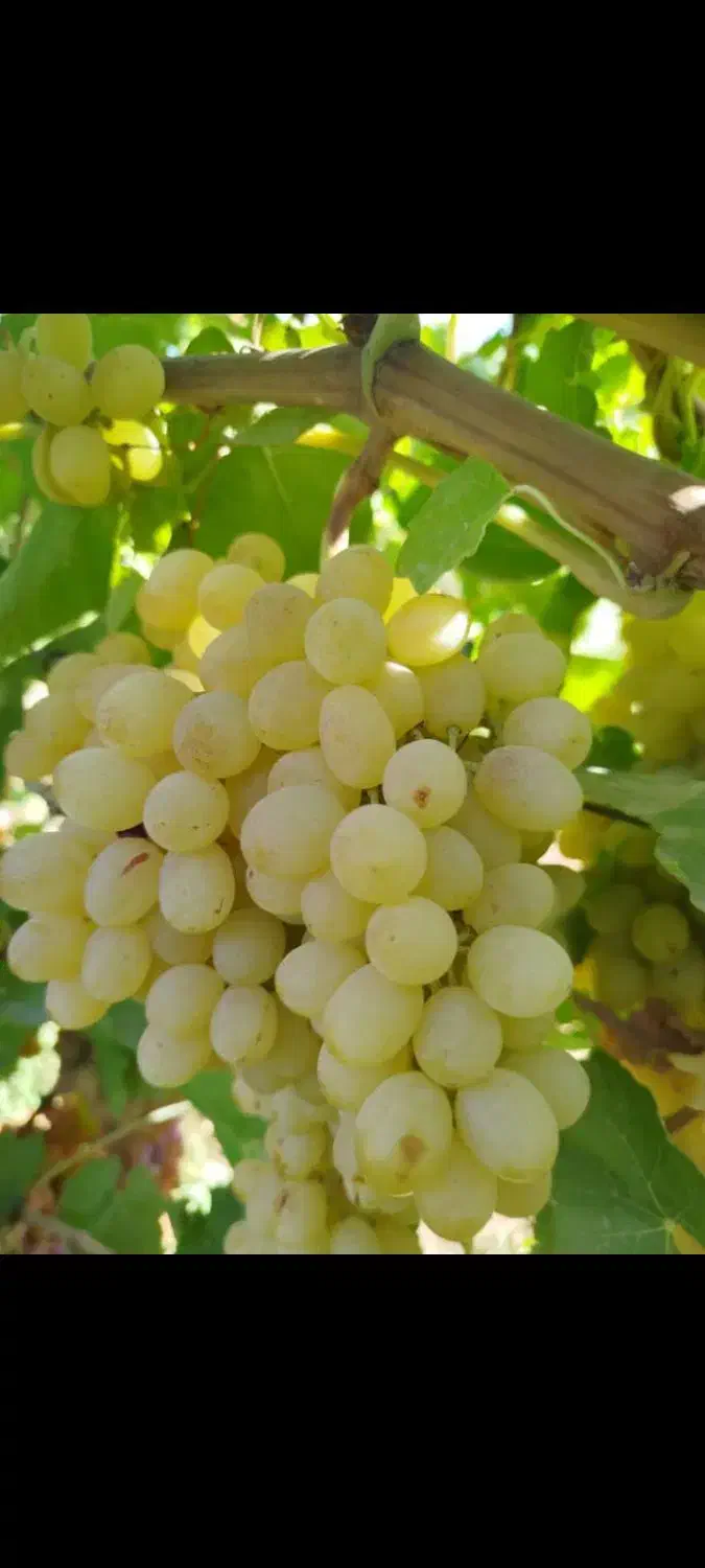 نهال انگورخوشه طلایی|خدمات باغبانی و درختکاری|تاکستان, |دیوار