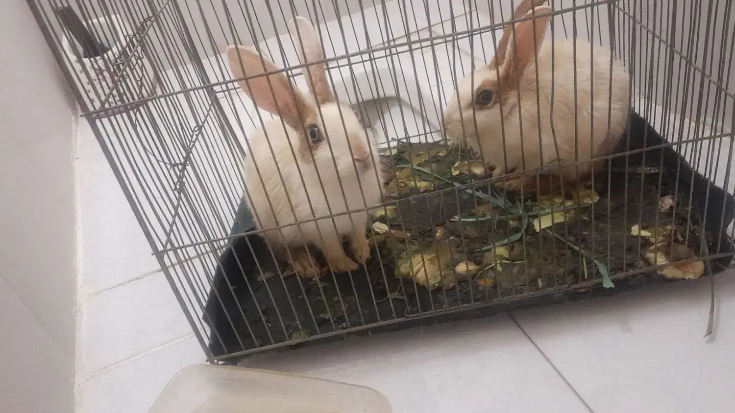 3عددخرگوش|موش و خرگوش|سنندج, |دیوار