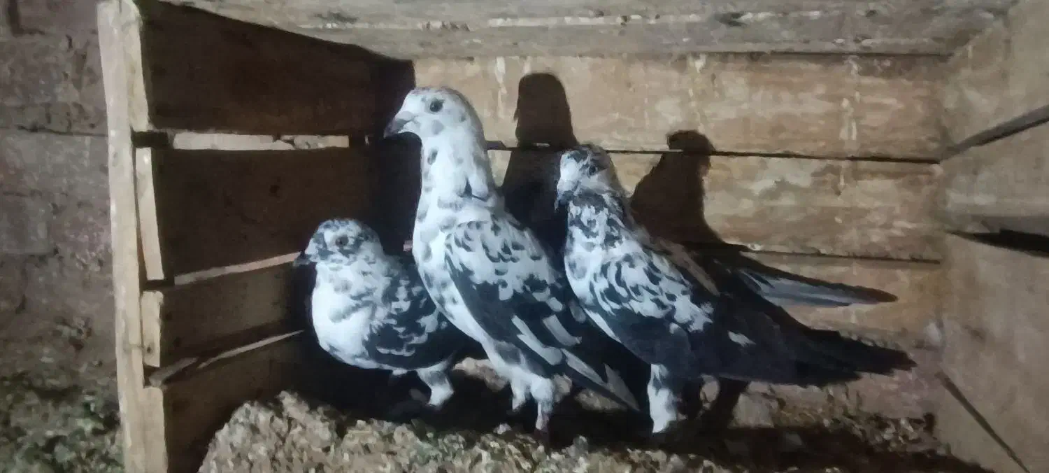 کفتر|پرنده|بیرجند, |دیوار