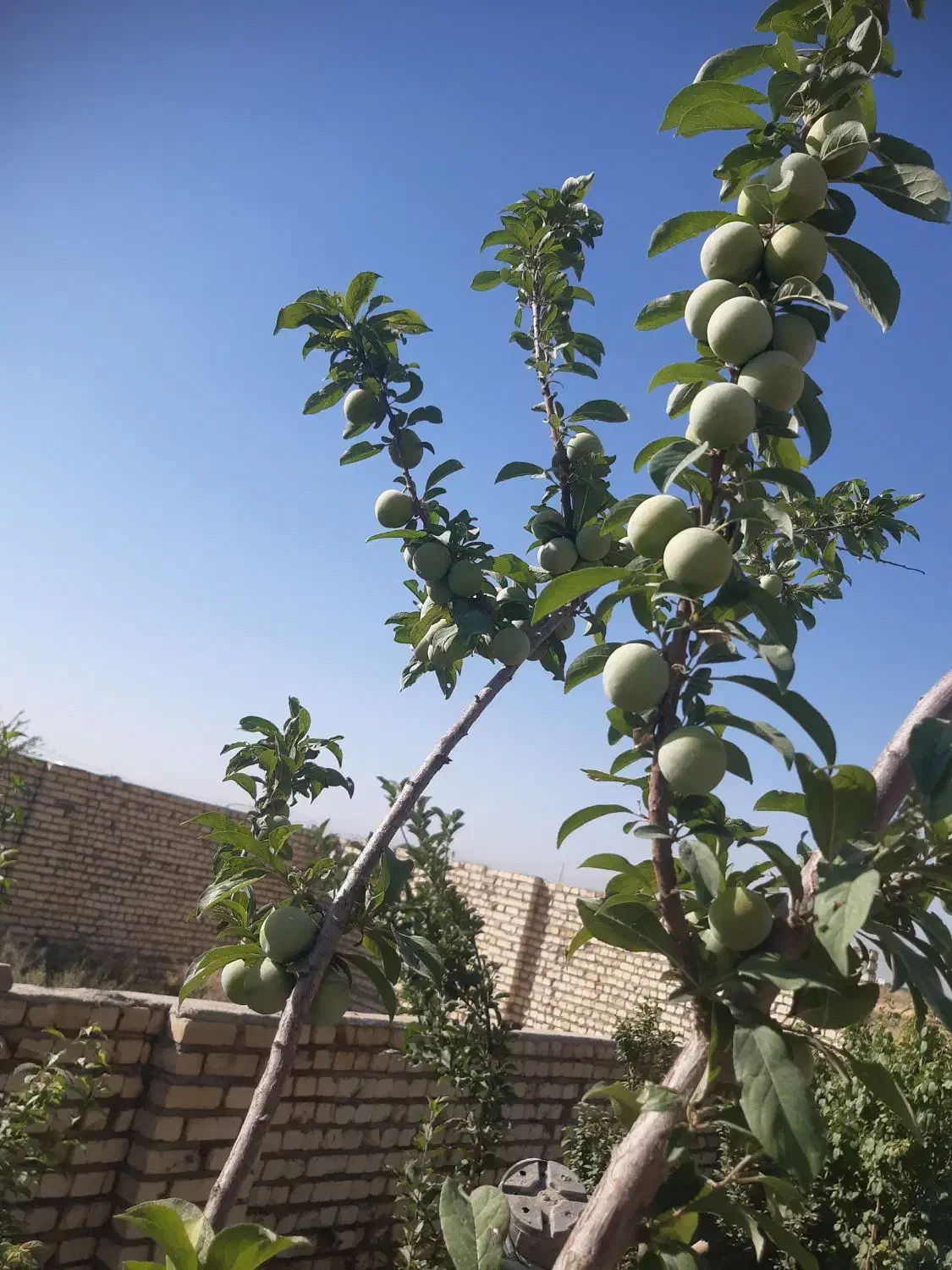 زمین فروشی فاز۵آران وبیدگل ۱۶۰ متر|فروش زمین و ملک کلنگی|آران و بیدگل, |دیوار