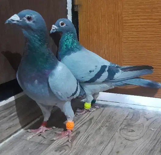 یک جفت کبود پلاکی|پرنده|محمدیه-قزوین, |دیوار