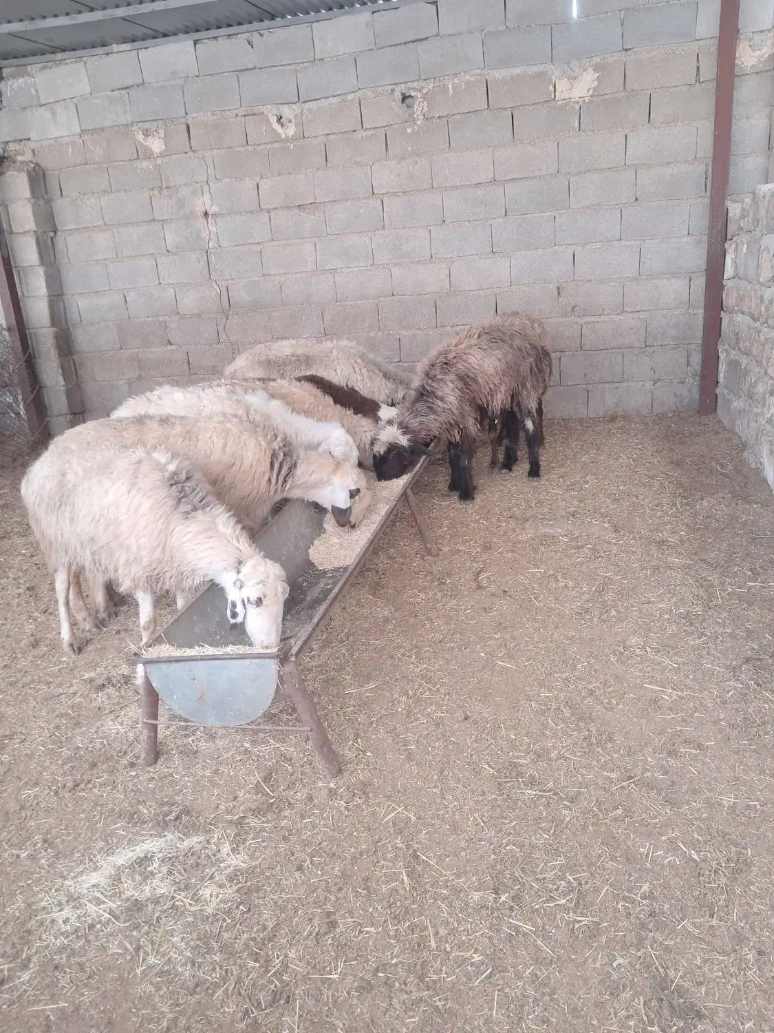 میش بز بیگ بره|حیوانات مزرعه|شوشتر, |دیوار