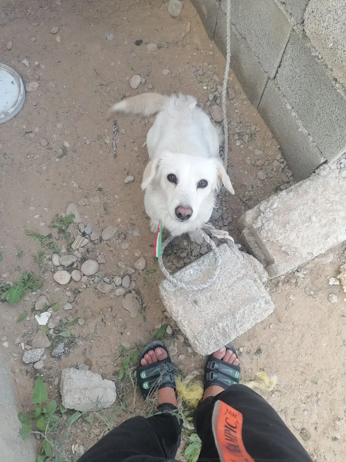 بوجی|سگ|آبپخش, |دیوار