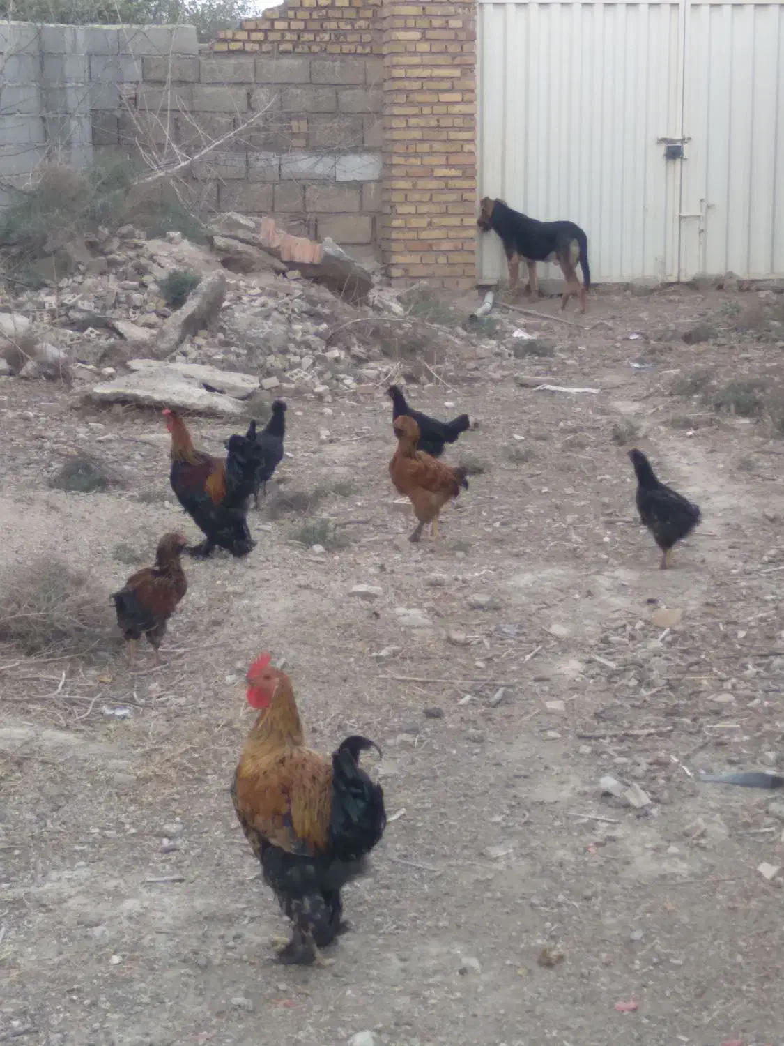 نیمچه مرغ وخروس مرندی لهستانی محلی|حیوانات مزرعه|گنبد کاووس, |دیوار