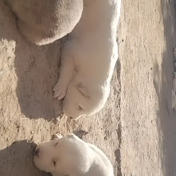 کوچوک نسل دار اینده دار|سگ|باخزر, |دیوار