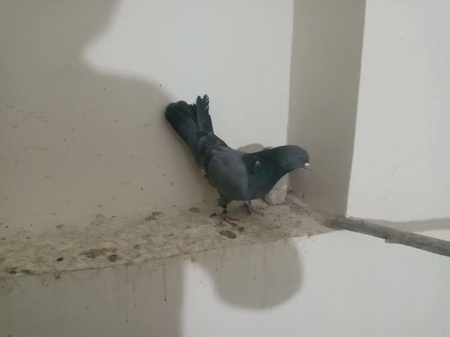 کبوتر|پرنده|جونقان, |دیوار