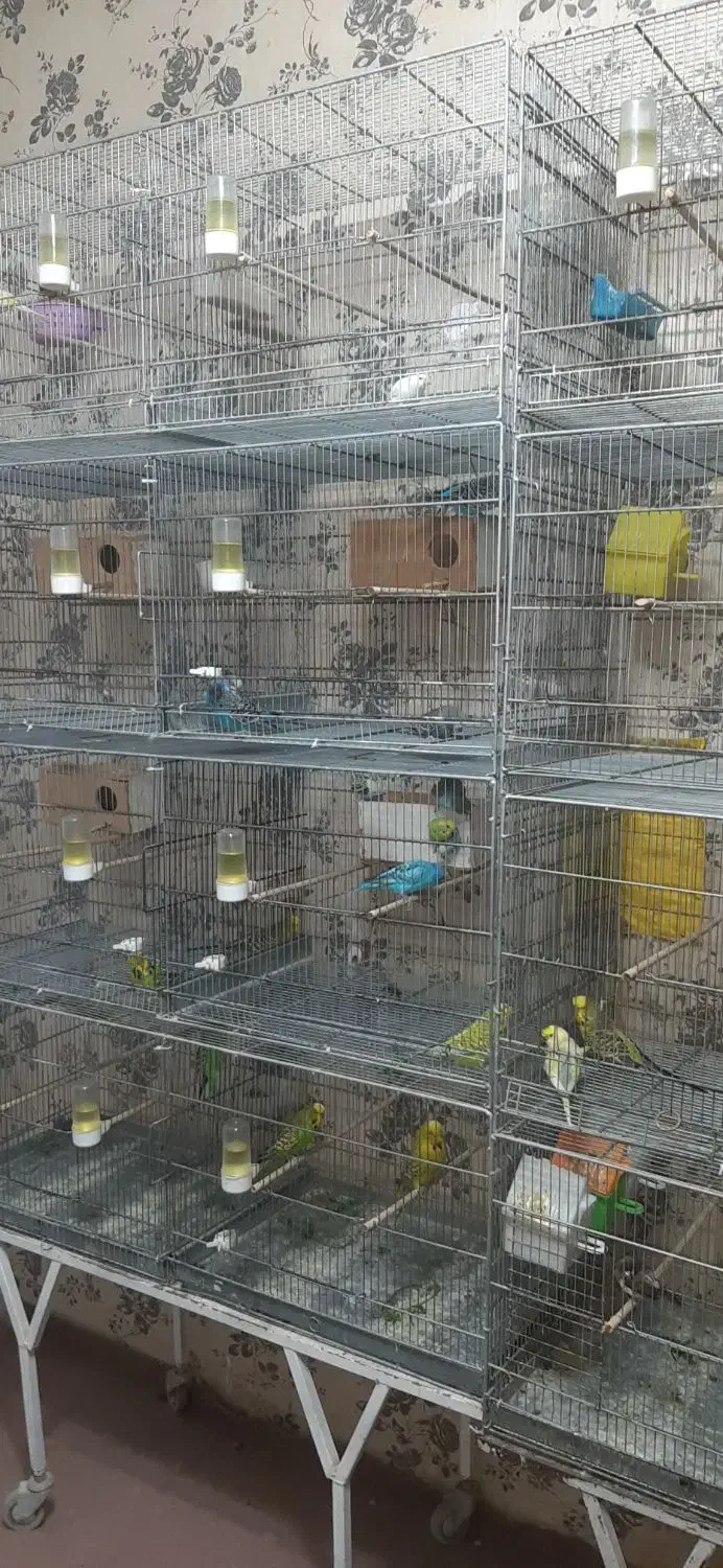 تعدادی پرنده جفت|پرنده|کرمانشاه, |دیوار