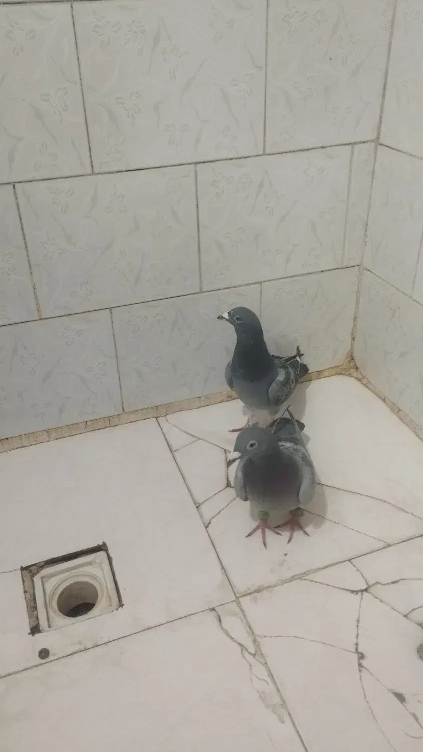 سه عدد خوب|پرنده|میاندوآب, |دیوار