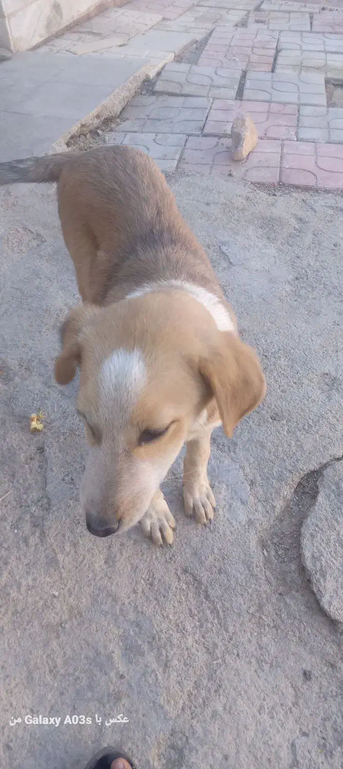 سگ فروشی|سگ|درمیان, |دیوار