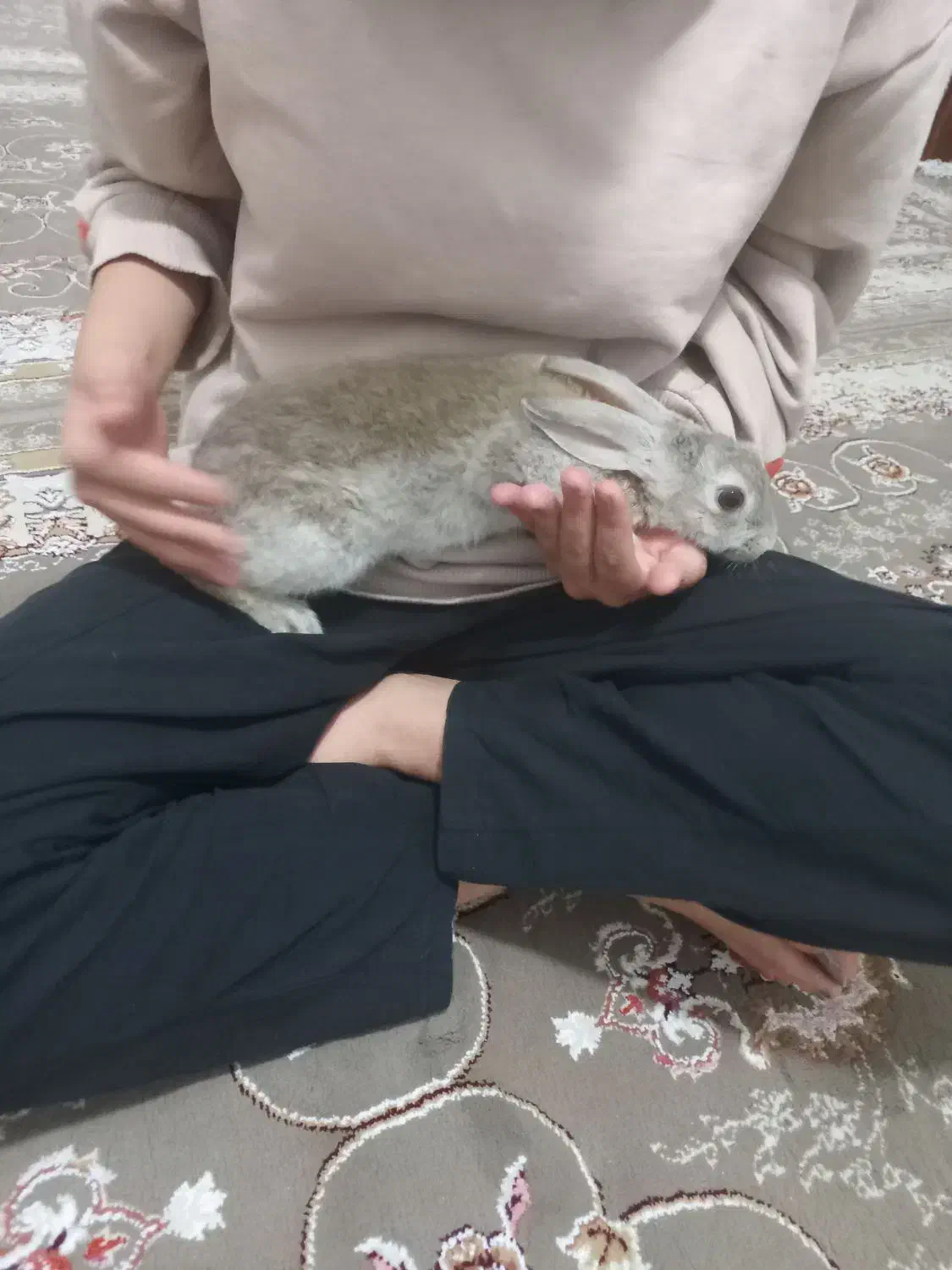 خرگوش رام و بازیگوش|موش و خرگوش|جوانرود, |دیوار