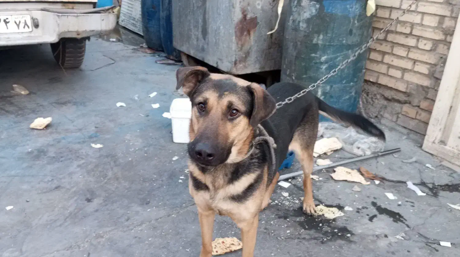 سگ نگهبان|سگ|رباطکریم, شهرک صنعتی نصیرآباد|دیوار