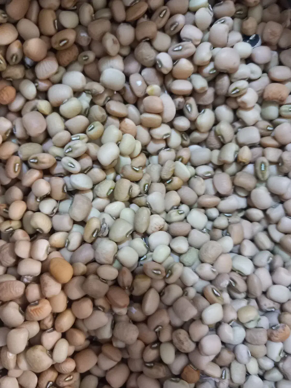 لوبیا روغنی (عربی)|خوردنی و آشامیدنی|دره شهر, |دیوار