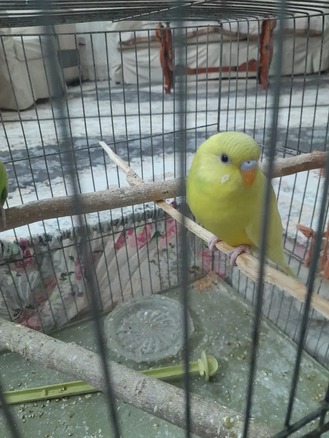 مرغ عشق دونه ۱۲۰|پرنده|قزوین, |دیوار