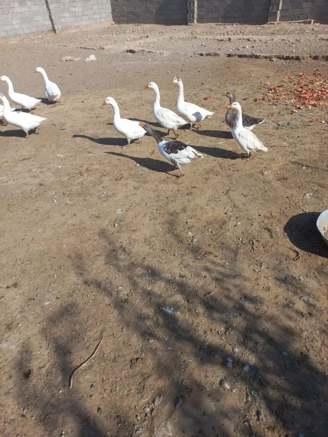 غاز قوغاز|حیوانات مزرعه|قم, لسانی|دیوار