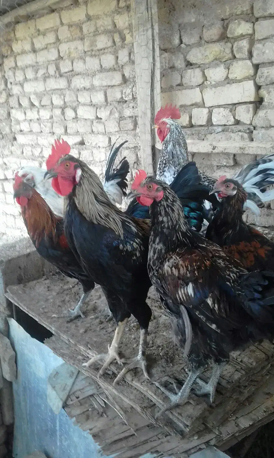 فروش فوری خروس جوان ودرشت|حیوانات مزرعه|گلپایگان, |دیوار