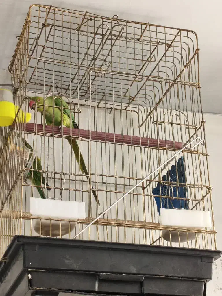 طوطی ملنگو|پرنده|اشنویه, |دیوار