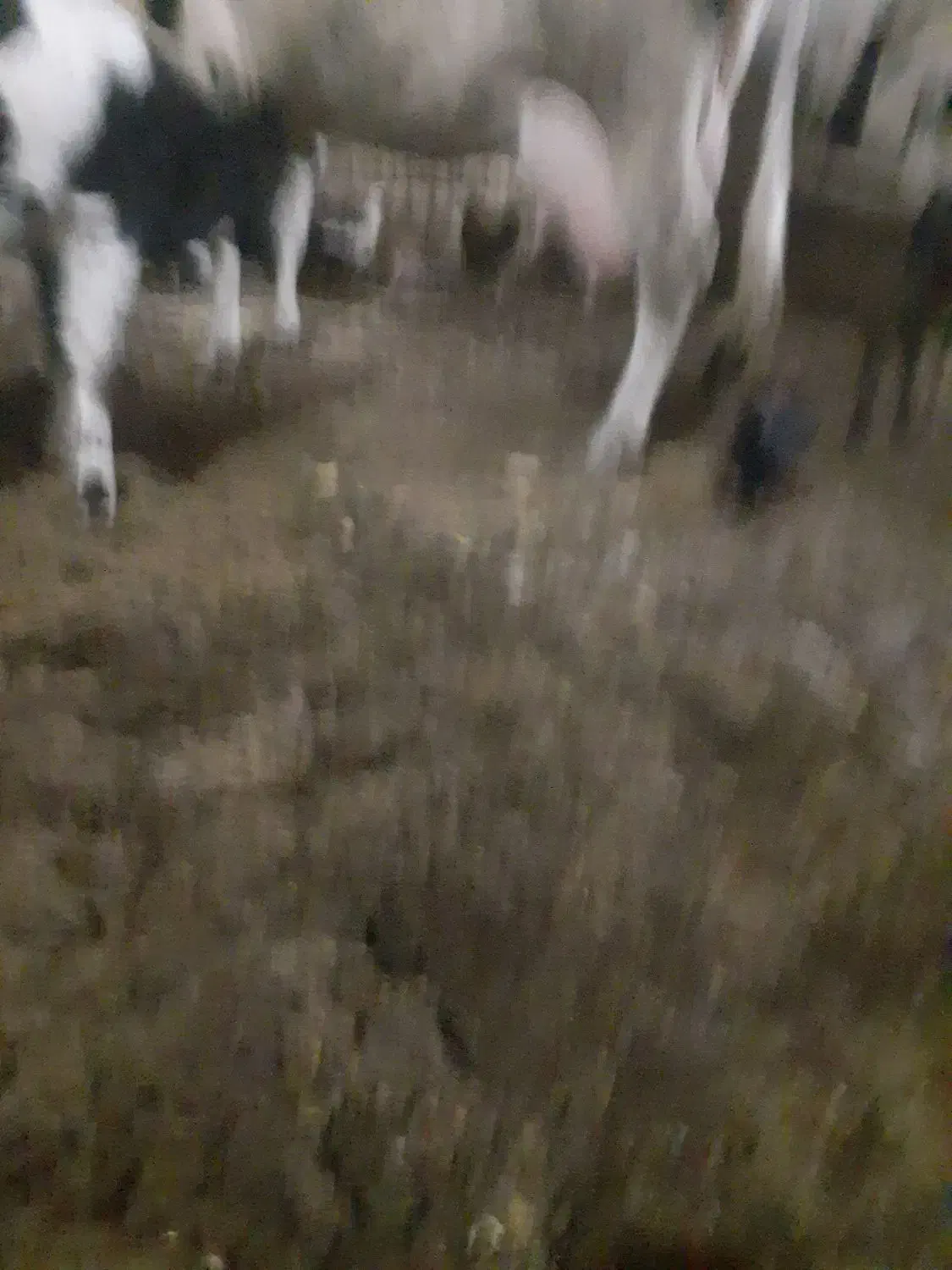 گاو|حیوانات مزرعه|آران و بیدگل, |دیوار