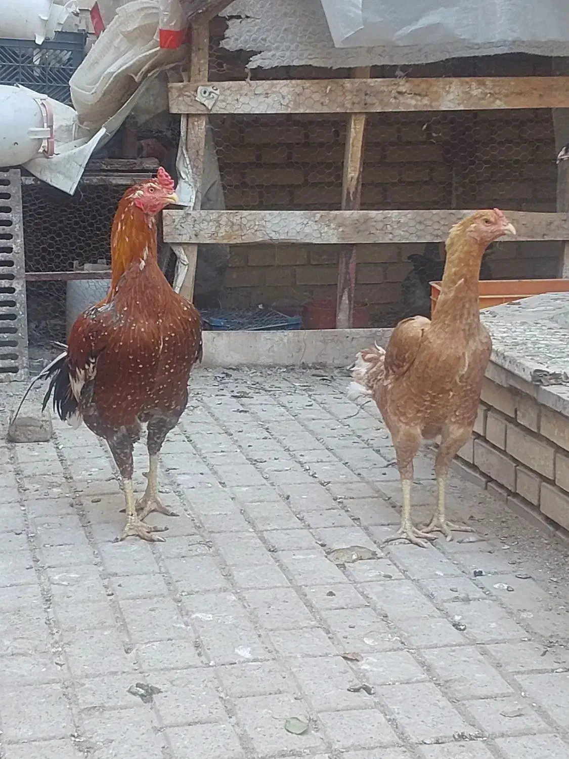 جوجه لاری|حیوانات مزرعه|مشهد, هفده شهریور|دیوار