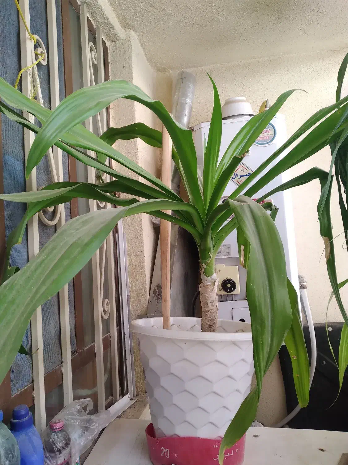 گل ذرتی بزرگ|گل و گیاه طبیعی|جهرم, |دیوار