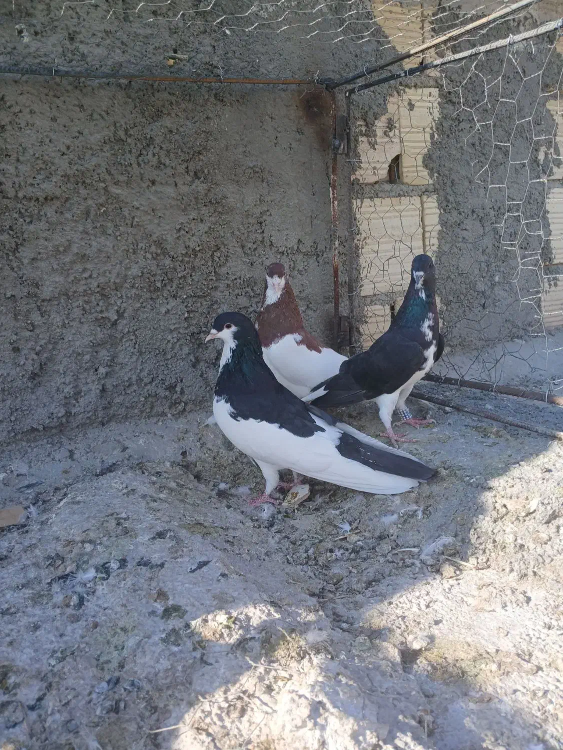 سه تا شهری زرنگ|پرنده|شیراز, شهرک مهرگان|دیوار