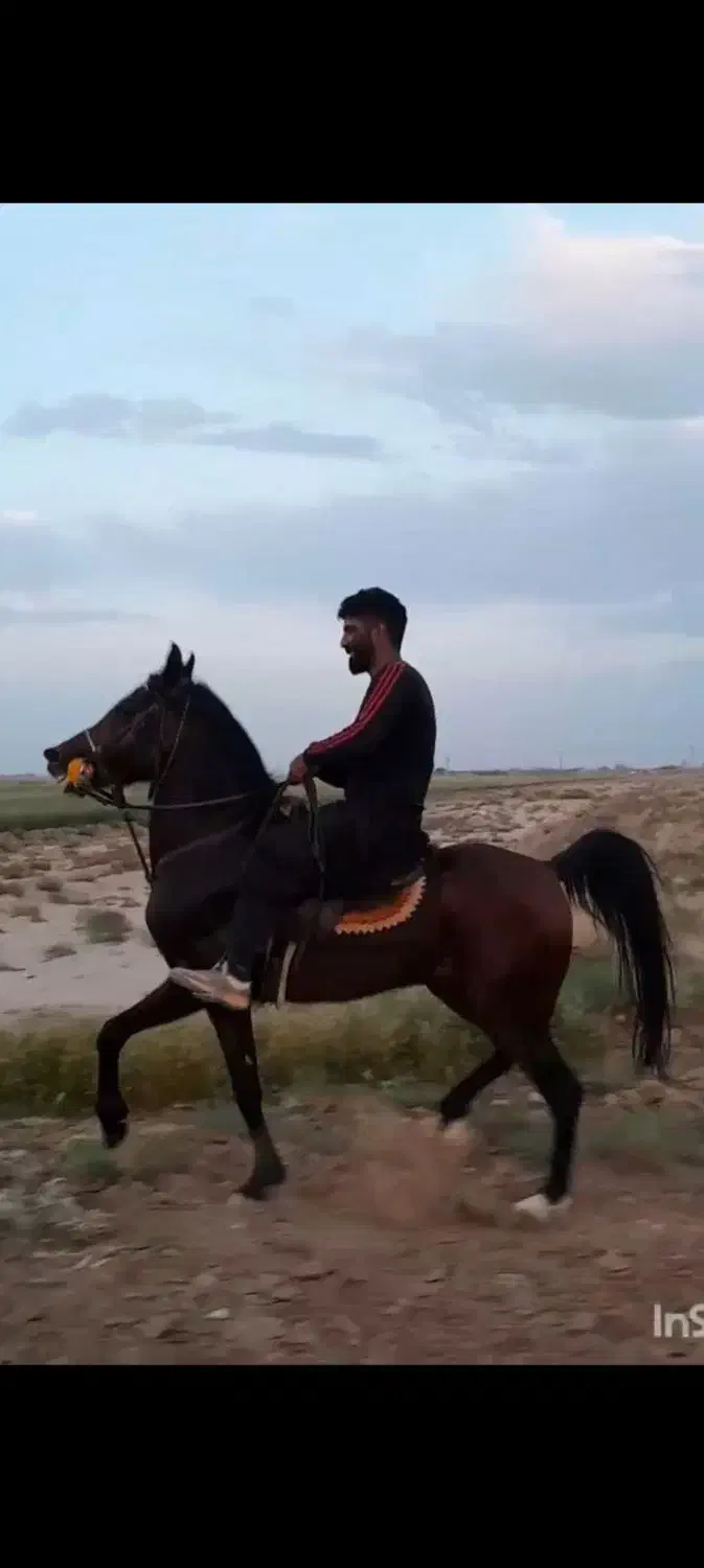 اسب نریان کهرسه نشان|اسب و تجهیزات اسب‌سواری|برخوار, |دیوار