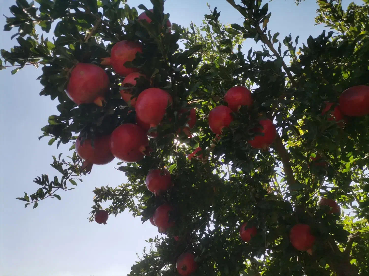انار رباب قطرویه صادراتی|خوردنی و آشامیدنی|شیراز, کفترک|دیوار