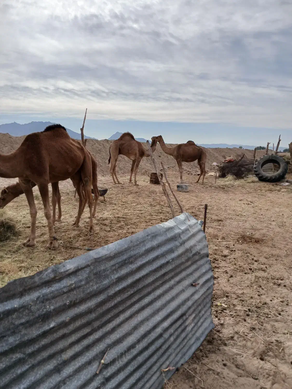 شتر|حیوانات مزرعه|گوهرکوه, |دیوار