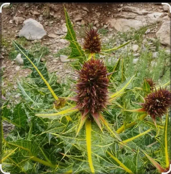 کاه|حراج|نصر آباد, |دیوار