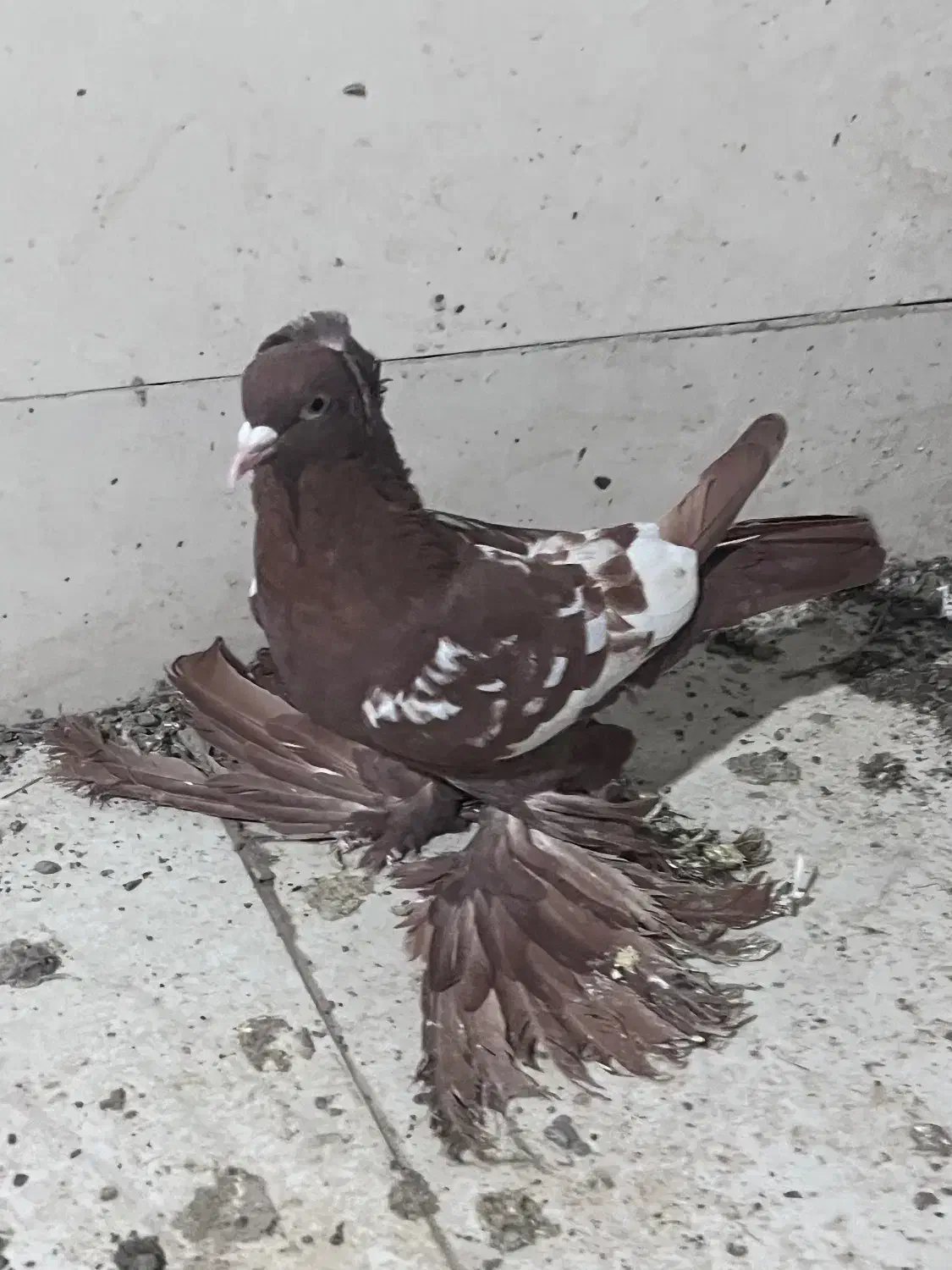 کبوتر پرنده|پرنده|تبریز, |دیوار