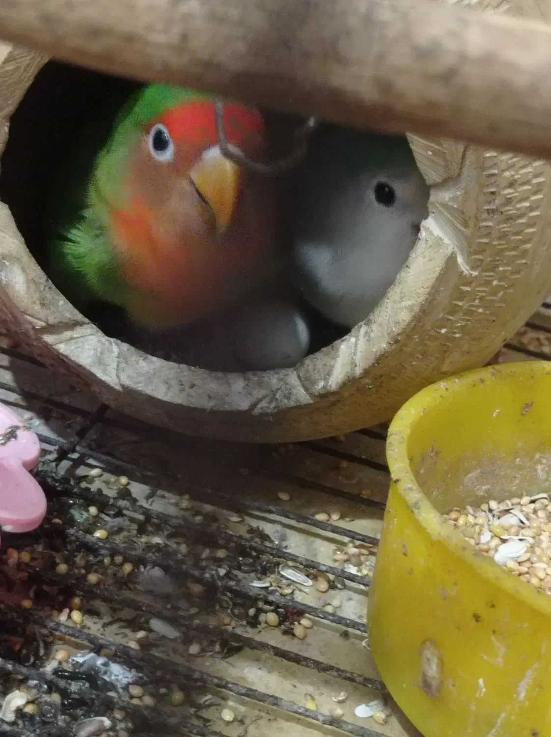 طوطی برزیلی|پرنده|آبادان, |دیوار