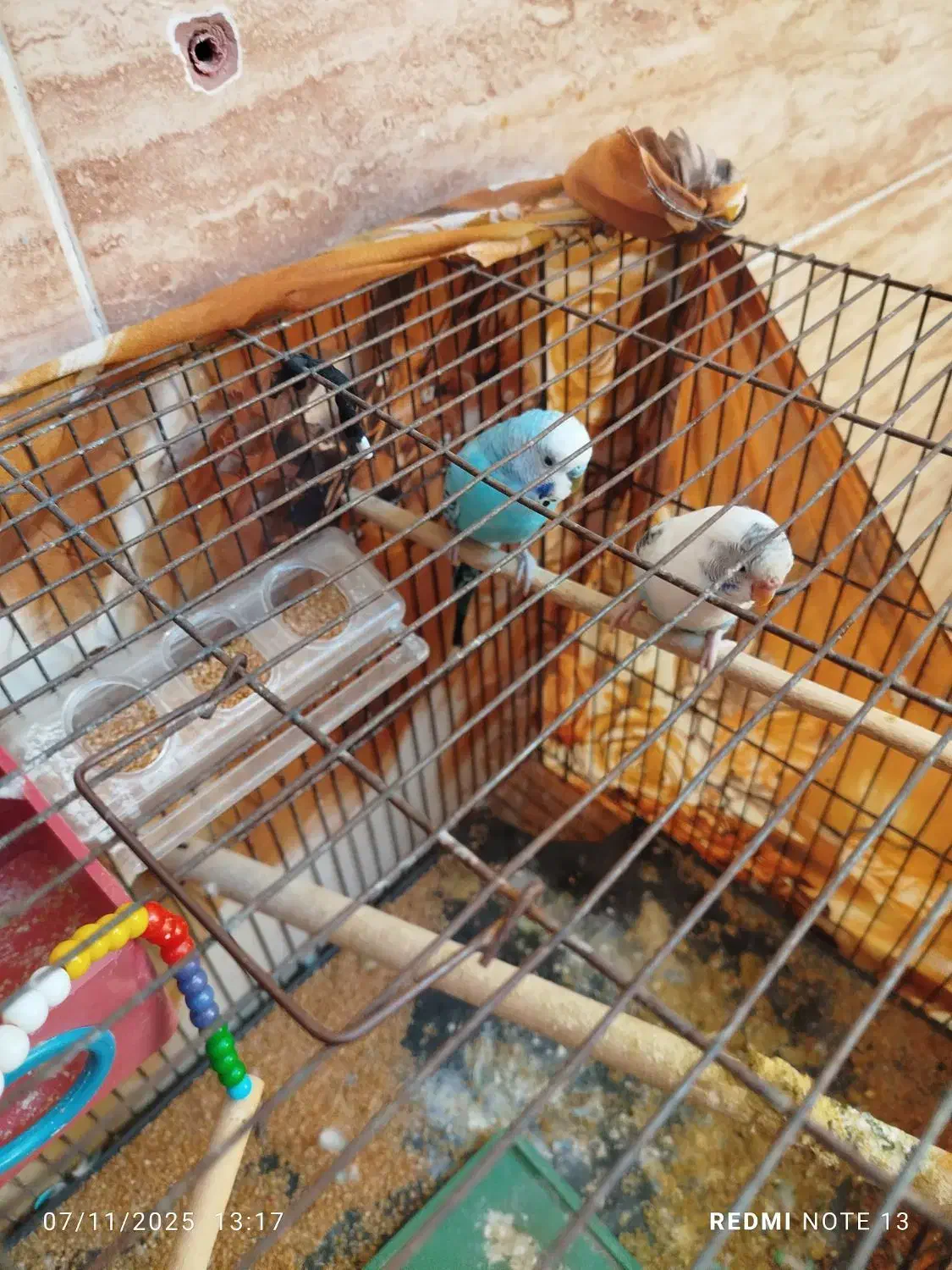 دوتا مرغ عشق مولد با تخم و قفس|پرنده|رباطکریم, الارد|دیوار