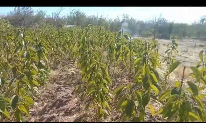 نهال گیلاس تکدانه رو پایه آلبالو بومی|خدمات باغبانی و درختکاری|تسوج, |دیوار