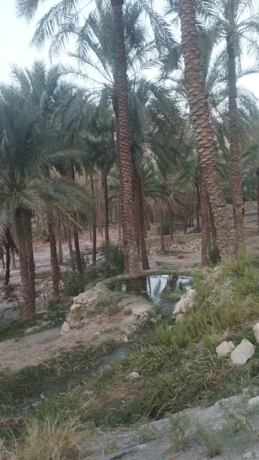 یک قطعه باغ|فروش زمین و ملک کلنگی|اهرم, |دیوار