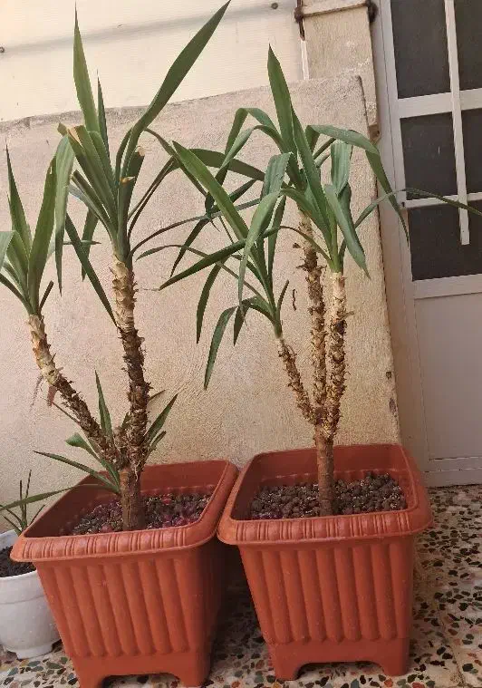 ۲ عدد گل یوکا سه شاخه|گل و گیاه طبیعی|بهارستان, |دیوار