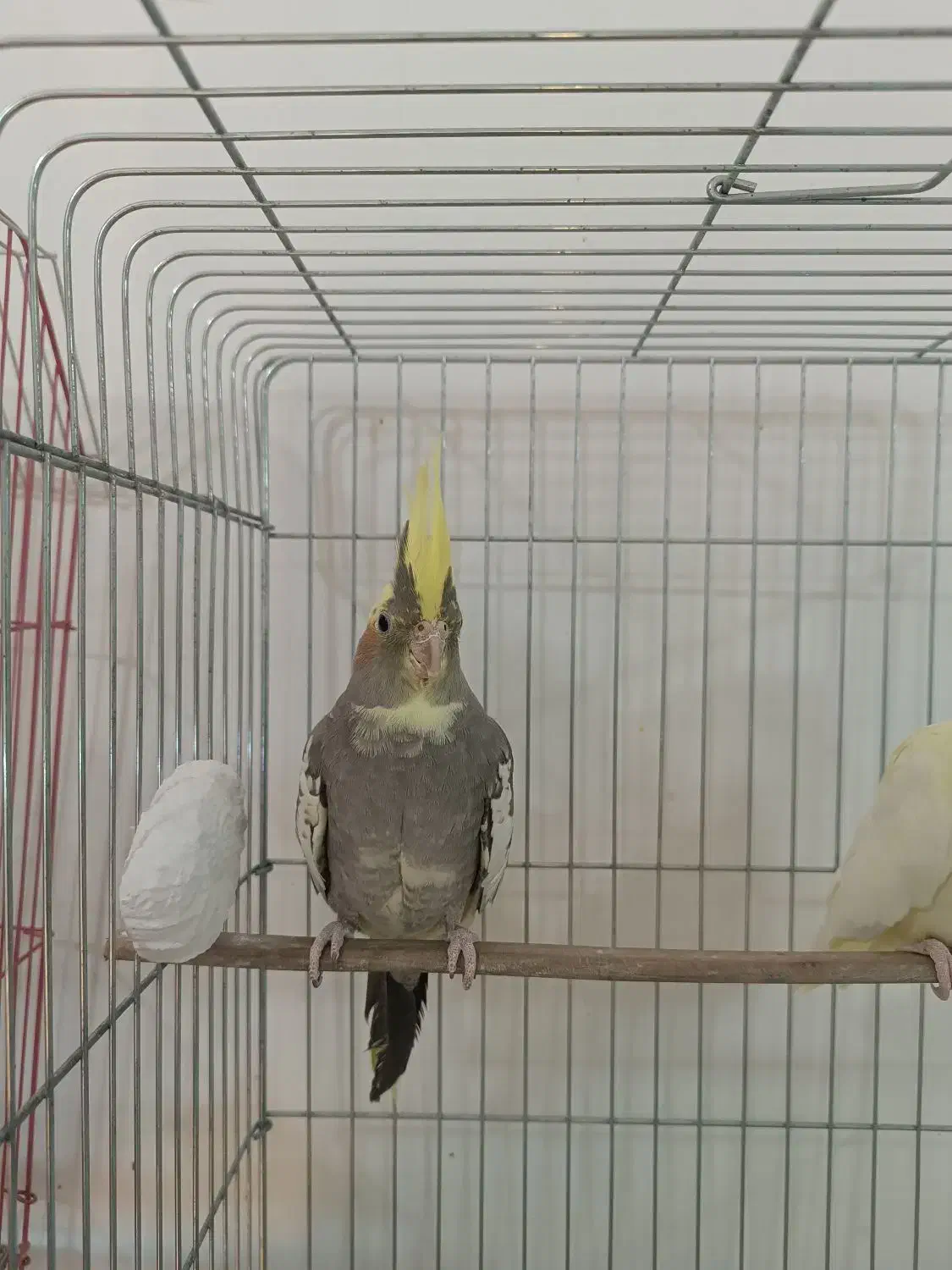 طوطی عروس هلندی رام|پرنده|کلاردشت, |دیوار