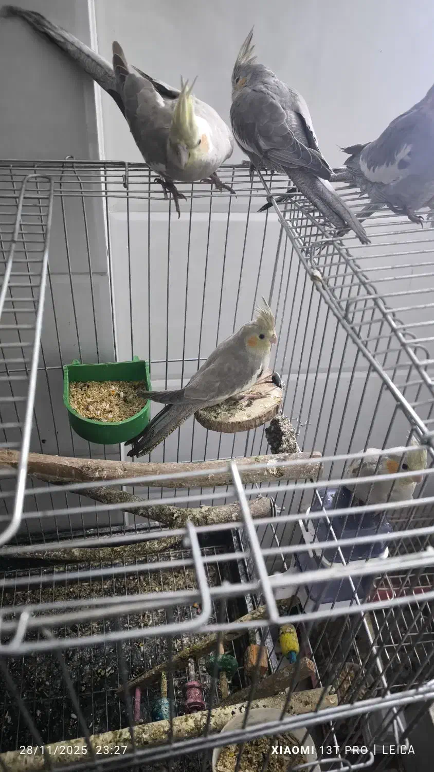 عروس هلندی 10ماهه سالم|پرنده|قم, علی آباد سعدگان|دیوار