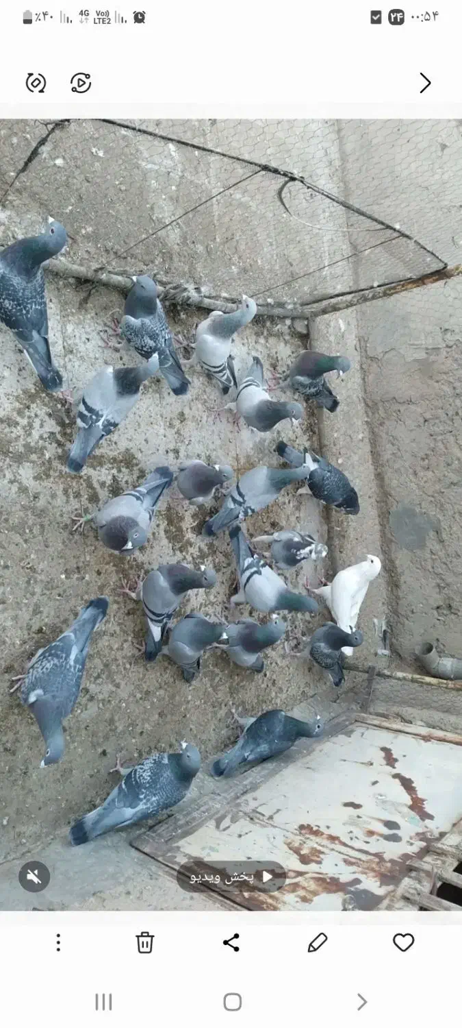 کفتر پلاکی ۱۰ جفت خیلی عالی|پرنده|قم, انسجام|دیوار