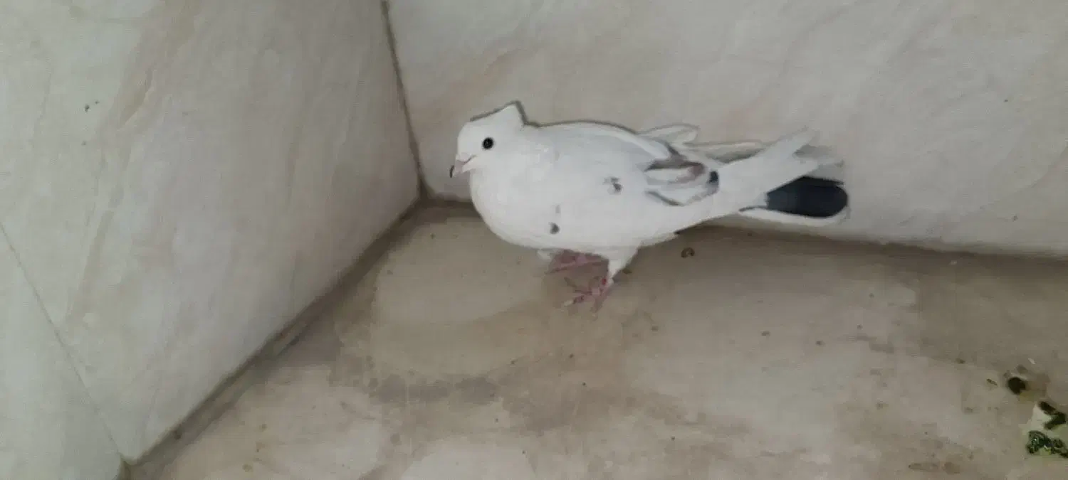 کبوتر و کفتر|پرنده|کهریزک, |دیوار