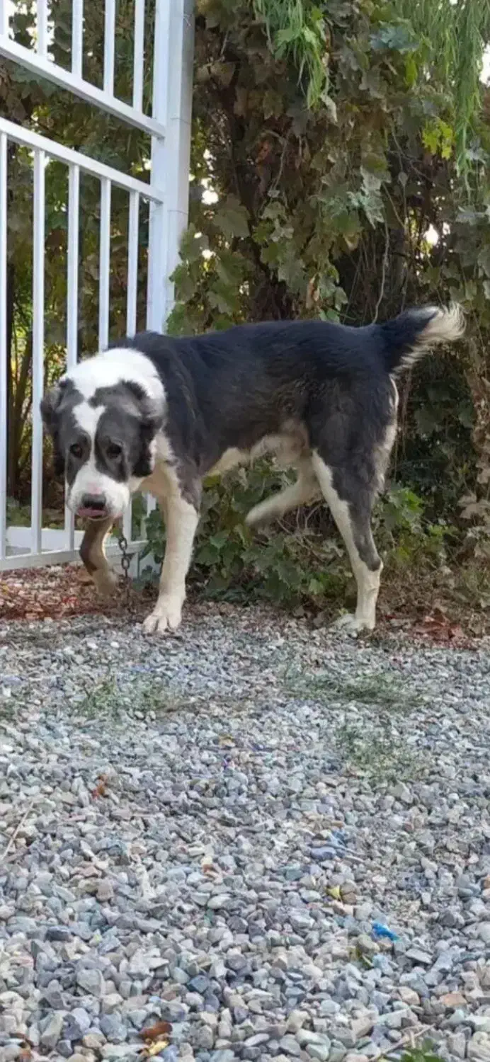 الابای|سگ|نیشابور, مدرس|دیوار