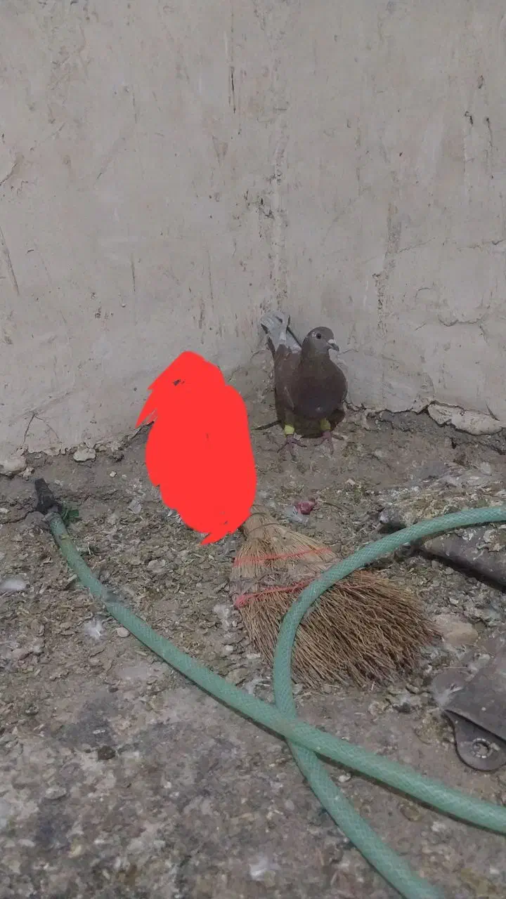 کفترقورهصیدفروشی|پرنده|سلامی, |دیوار