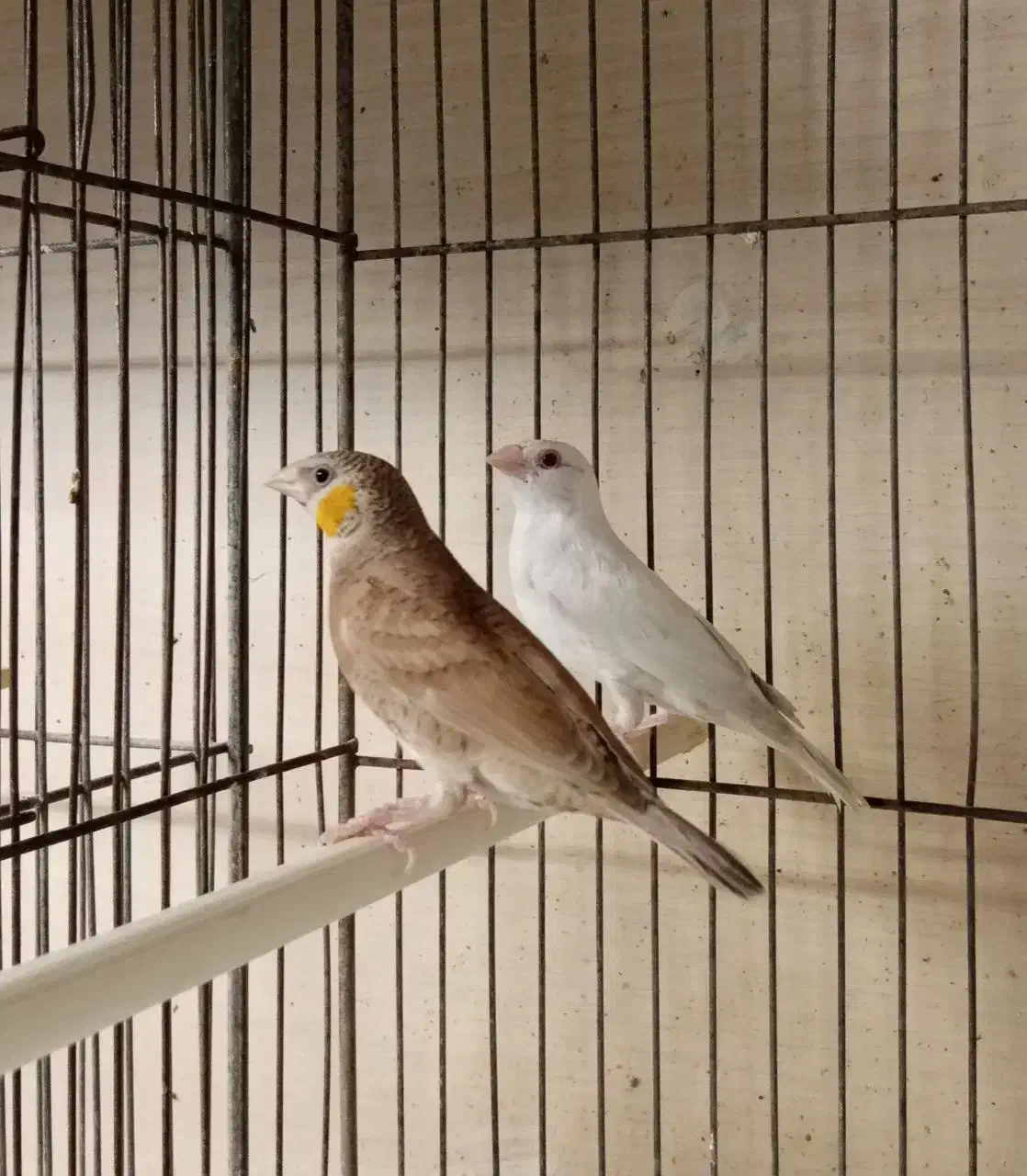 فنچ طوطیوار ، گلو بریده ، ماسکت ، پارسون|پرنده|تهران, صادقیه|دیوار